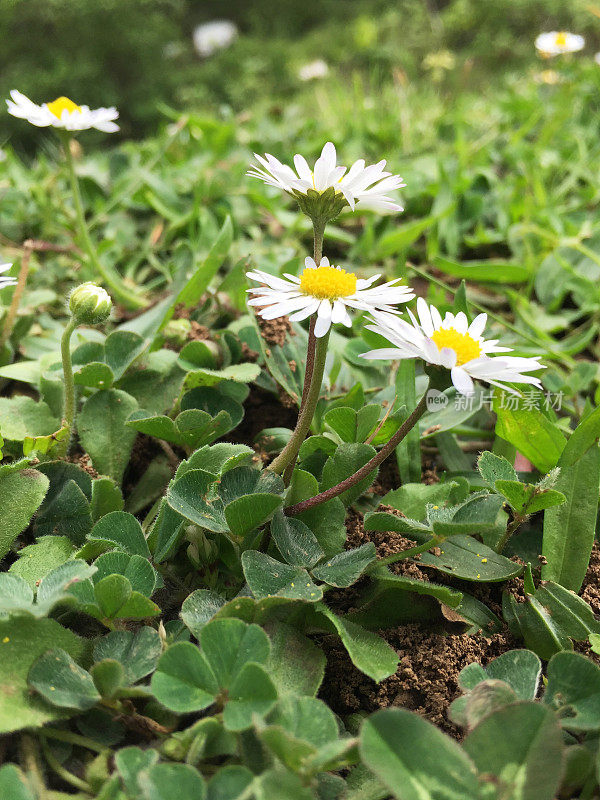 雏菊花开，洋甘菊田