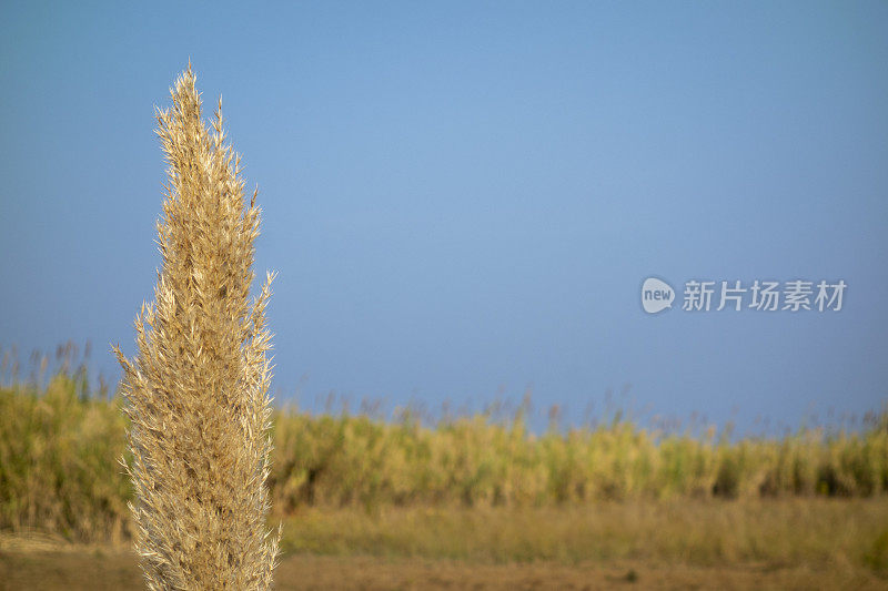 芦苇与天空