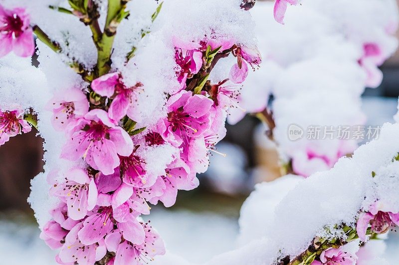 冬花，白底雪下桃红花。在早春的雪地里，粉红色的花朵。