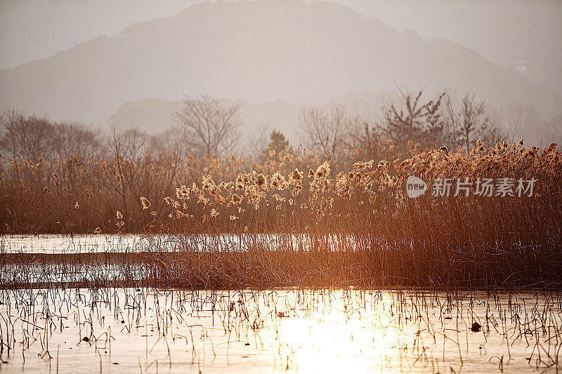 芦苇场