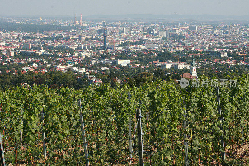 维也纳Wineyard