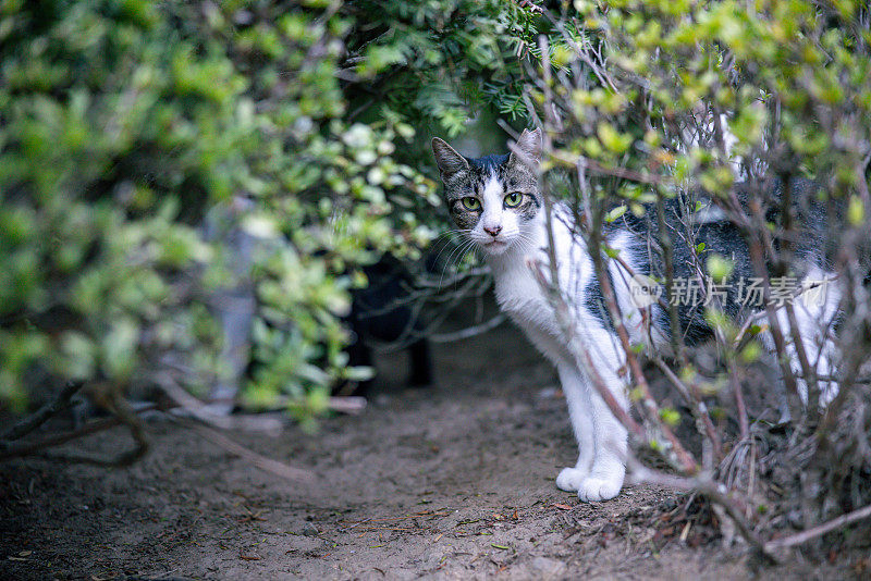 大自然中的小野猫