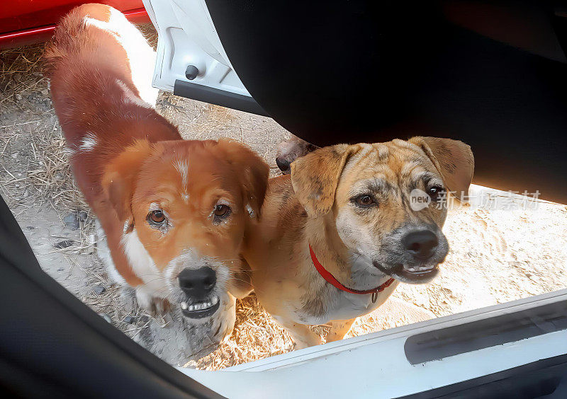 两只狗望着车窗外的照片，罗得西亚脊背狗和棕褐色狗望着车窗外的照片。