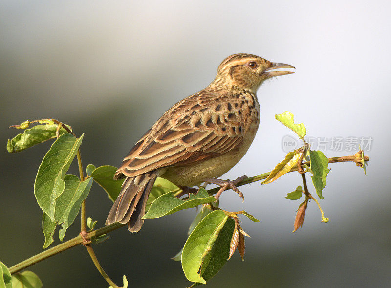 Rufous-naped云雀