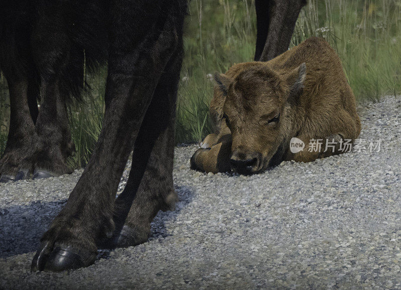 新生木野牛