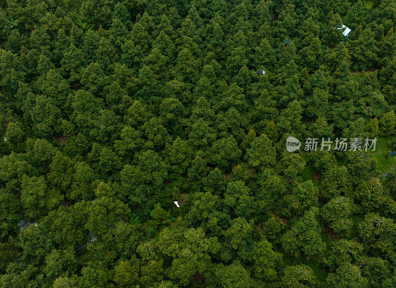 天江省蔡莱的榴莲花园航拍照片