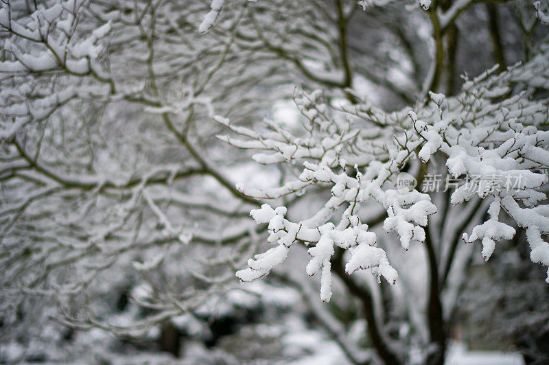 下雪天贝尔维尤公园