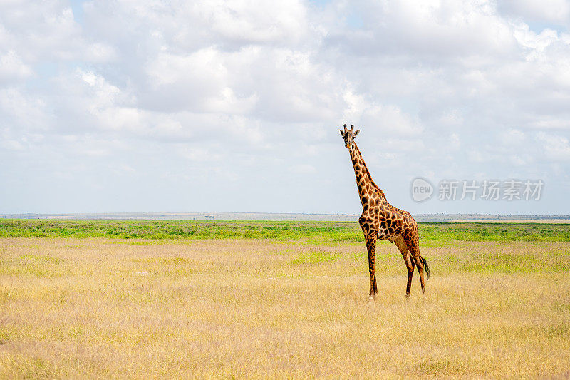 努比亚长颈鹿，雄性，极度濒危动物。东非肯尼亚马赛马拉国家保护区的平原。