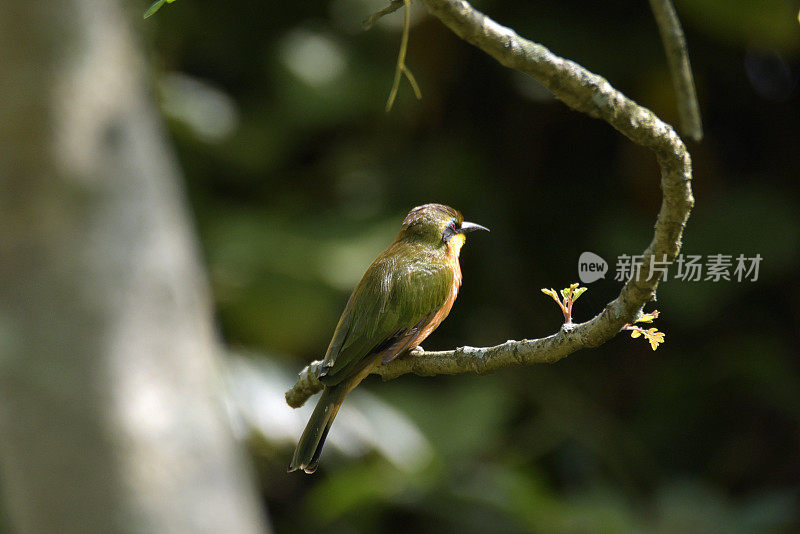 少食蜂鸟