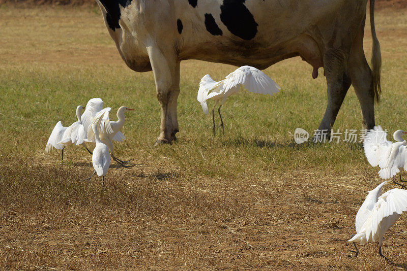 西部牛白鹭