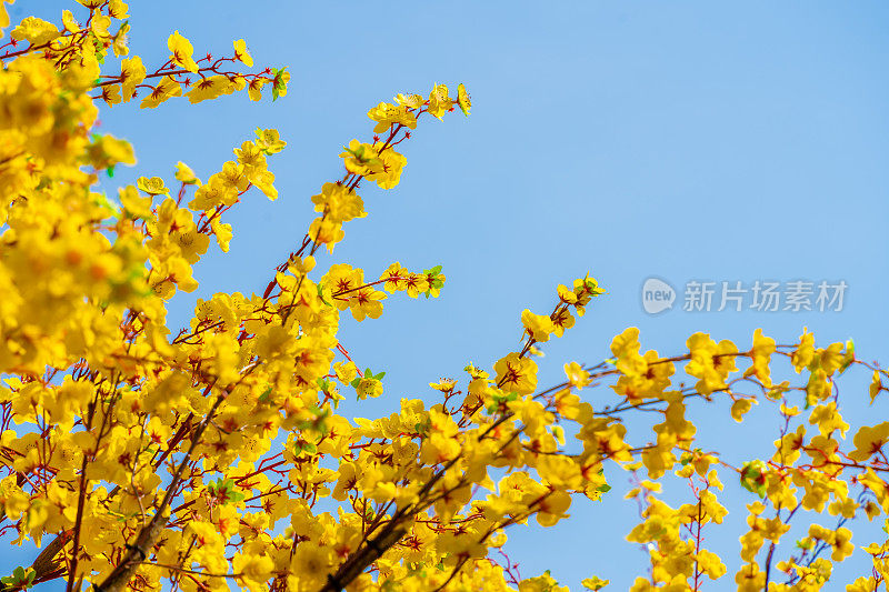 印着压岁钱的荷花树。越南春节的传统文化。照片中的文字意味着新年快乐，平平安安。