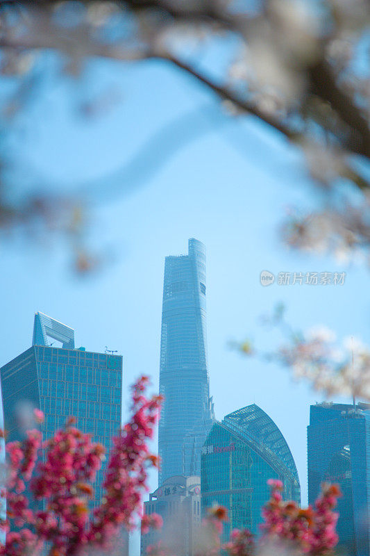 樱花映衬下的上海浦东新区城市建筑