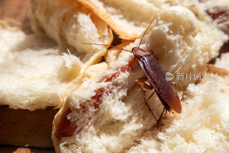 蟑螂在面包上爬来爬去找东西吃，细菌从肮脏的食物中爬出来。