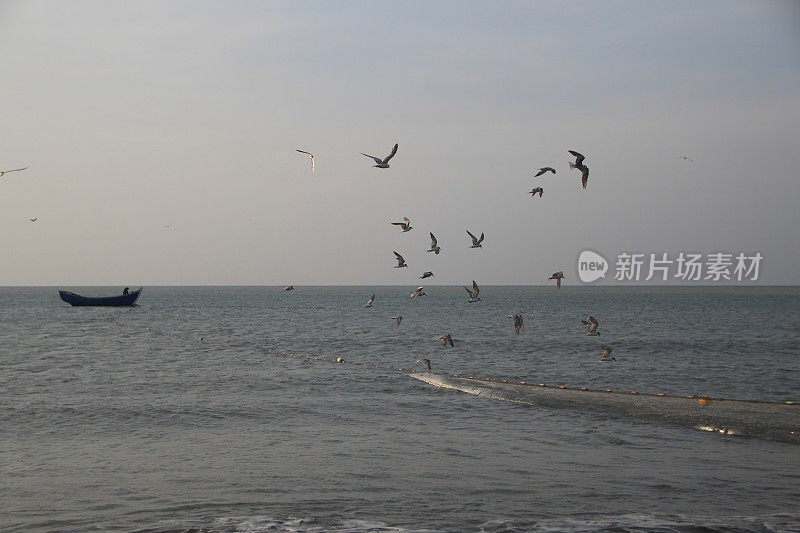 海鸥在波涛的怒吼中低飞