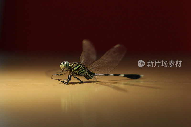 帝蜻蜓特写