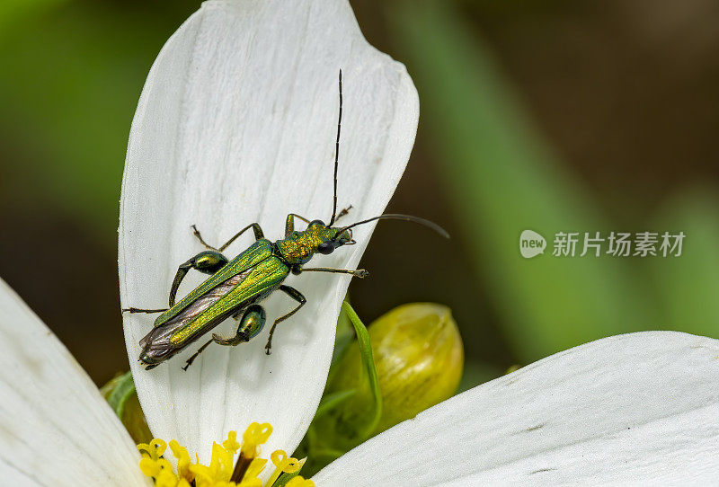 白色的宇宙花和明亮的金属绿色甲虫