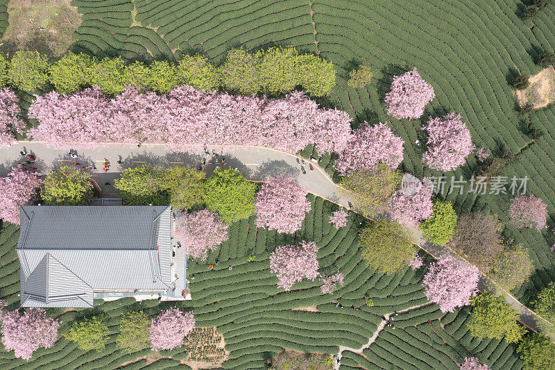绿茶园粉色樱花的航拍照片