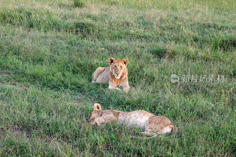 马赛马拉公园非洲大草原上令人印象深刻的野生狮子。