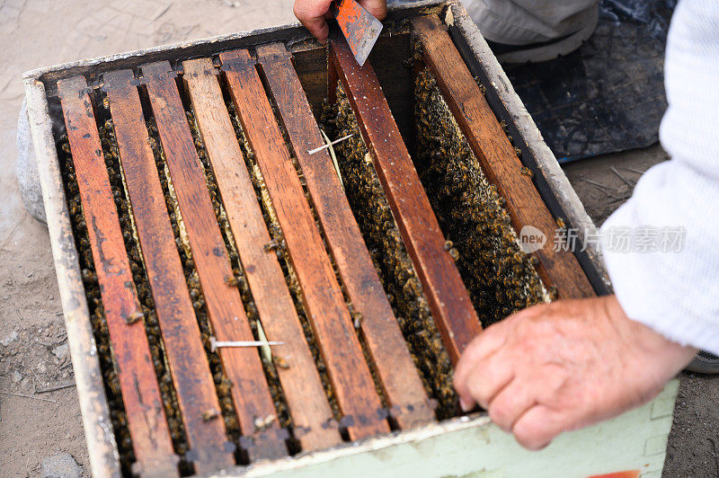 一个养蜂人的手在检查蜂箱中的框架时的特写镜头