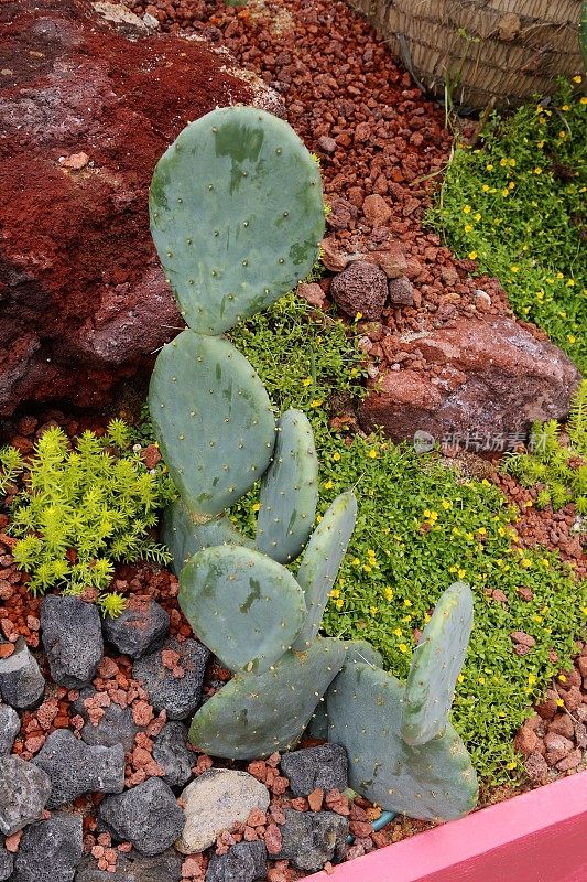 仙人掌属植物罗布斯塔