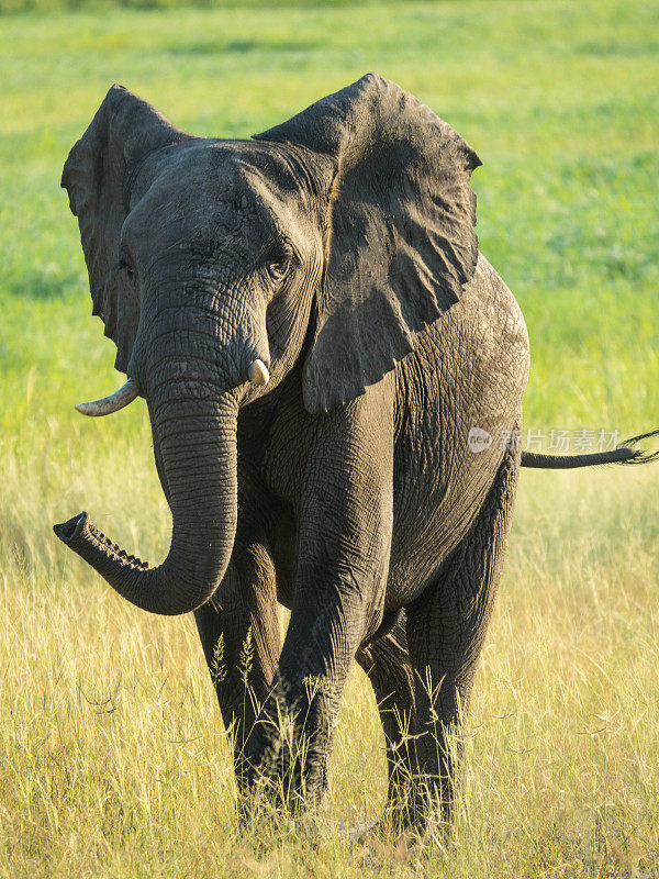 一只美丽的大象在自然栖息地的肖像，野生动物，狩猎狩猎，生态旅游和旅游，国家公园，非洲