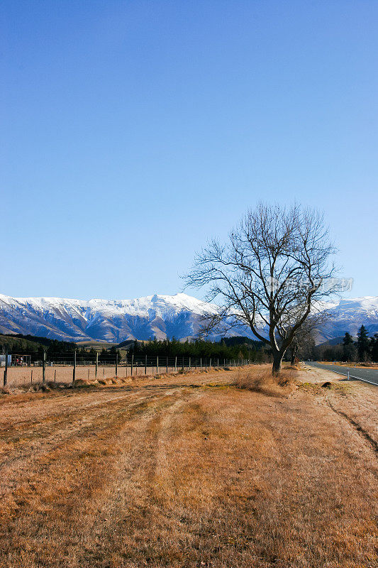 新西兰南岛的一条风景优美的高速公路，远处有一棵冬天的树和雪山