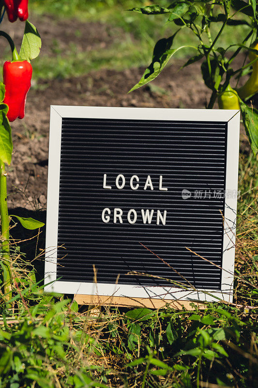 本地种植的信息，在花园新鲜的生态友好的生物种植甜椒的背景。农村粮食生产理念。当地生产的收获。可持续性