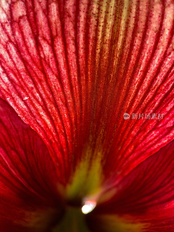 开花的朱顶花特写