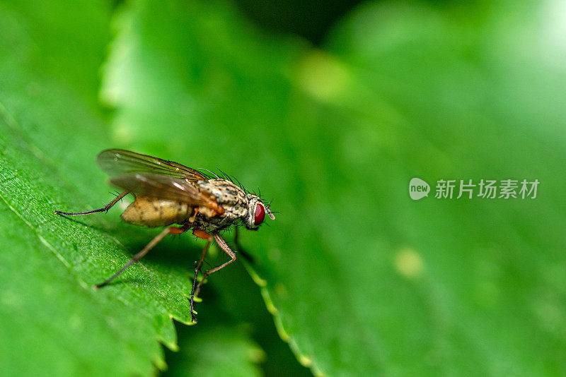 用鲜红的眼睛在绿叶上飞翔