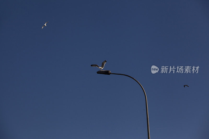 海鸥在灯柱上