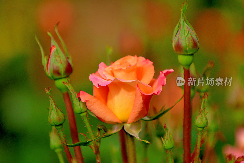 玫瑰花与多色背景