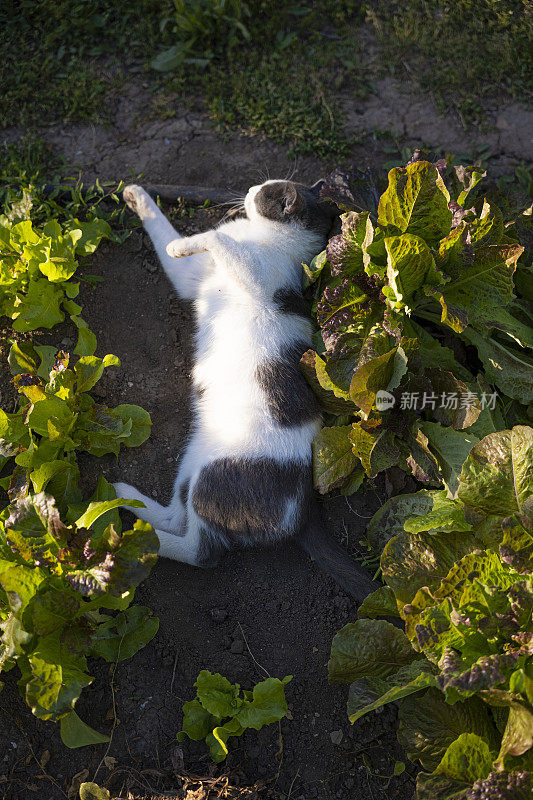 在蔬菜园里沙拉里玩耍的猫。