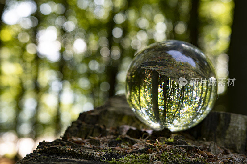 斯堪的纳维亚的自然和树的外部和内部。关注自然和气候，将自然包裹在一个发光的水晶球中。