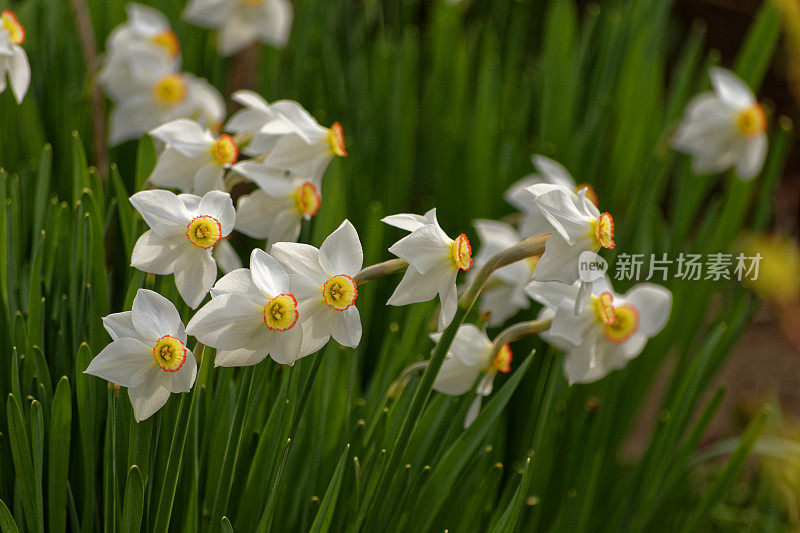 水仙花儿