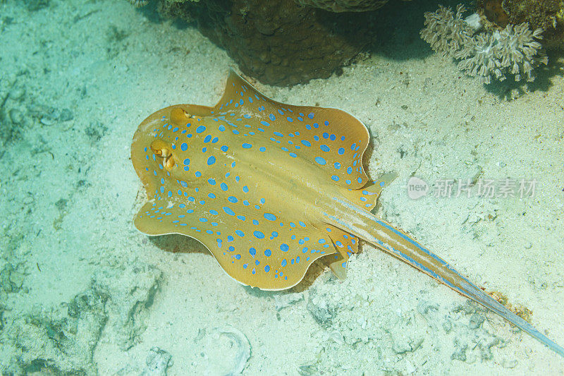 蓝斑黄貂鱼水下海洋生物珊瑚礁水下照片水肺潜水员的观点