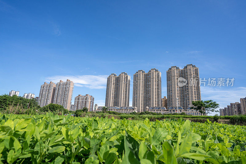 蓝天下的绿地和现代建筑