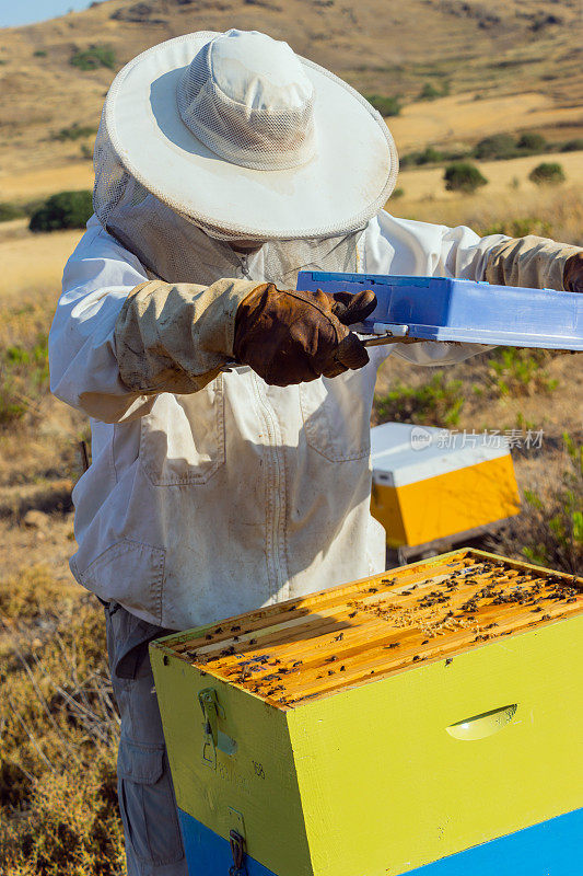 希腊莱姆诺斯岛上的养蜂活动