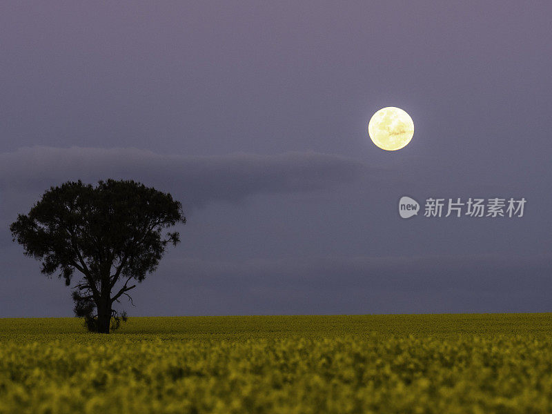 月出油菜田