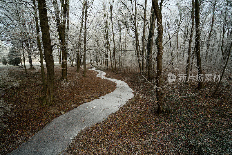 雾凇在寒冷的冬日里，在有小溪的森林里