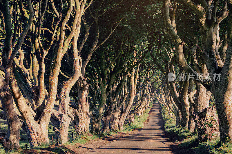清晨的阳光在山毛榉小巷的黑暗树篱，安特里姆郡在北爱尔兰，英国