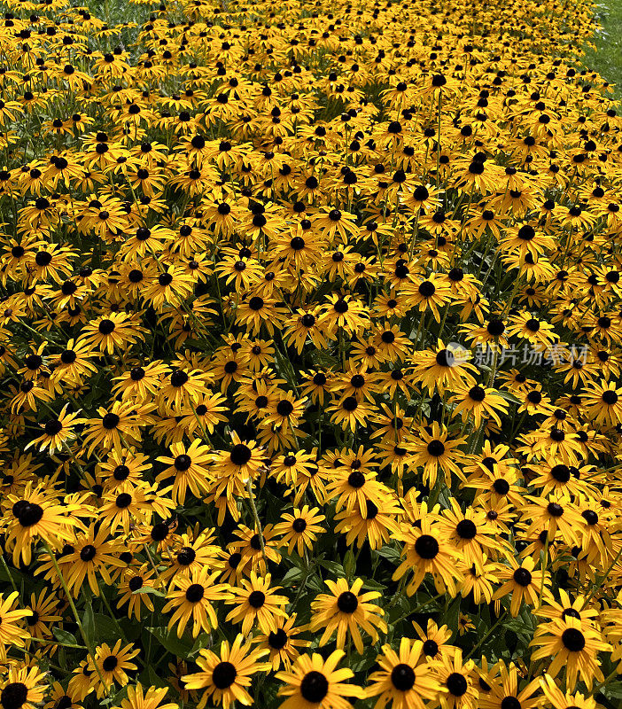 Rudbeckia在夏末花园