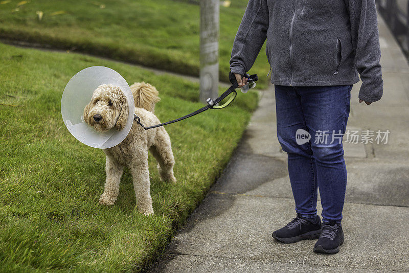 戴着Cone的金毛狗