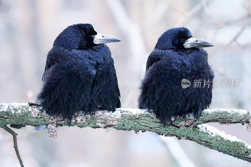 特写的两只乌鸦坐在树枝上对城市景观