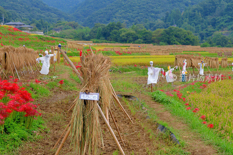 秋日的寺坂梯田，位于琦玉县秩父县