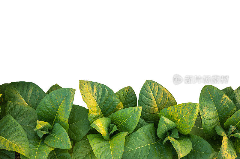 年轻的绿色烟草植株的俯视图。隔离在白色上