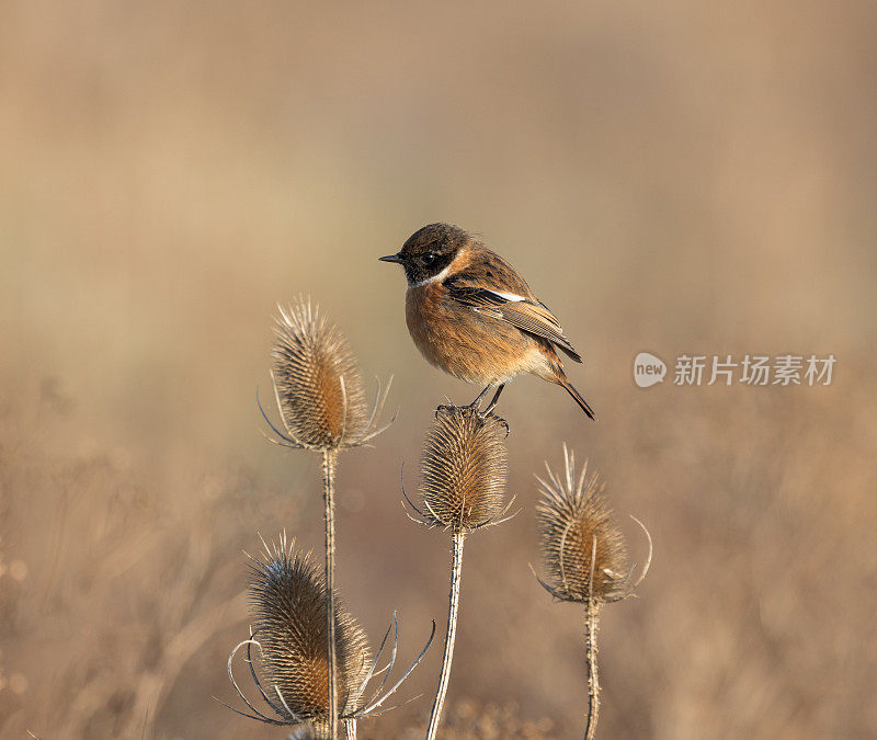 在冬日的阳光下，一只雄性石舌鸟栖息在一棵枝头上