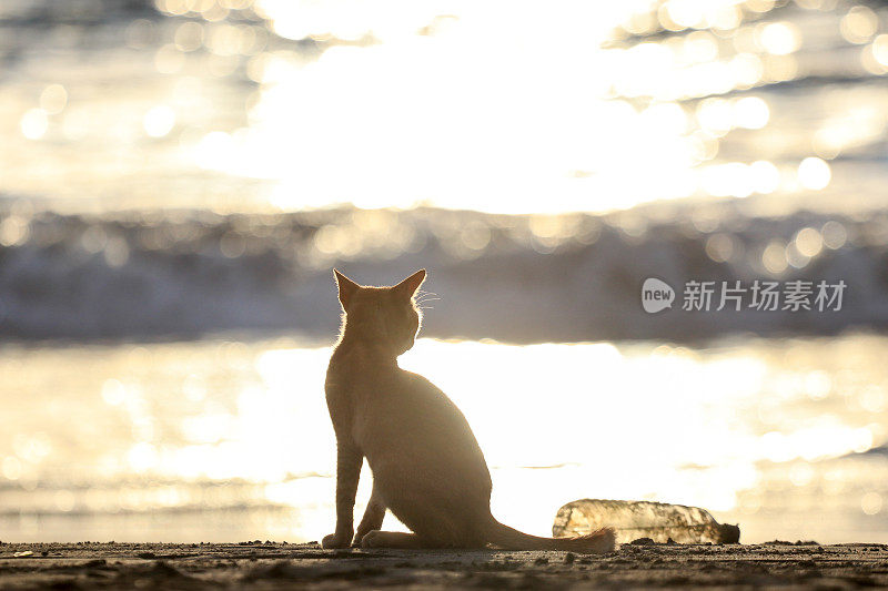 在亚齐日落时，猫在沙滩上放松的后视图