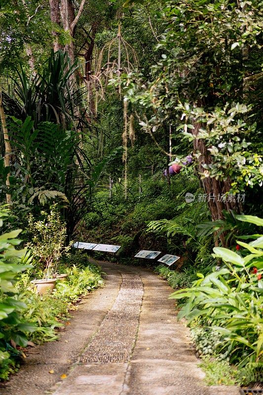 郁郁葱葱的绿色植物在热带丛林森林马来西亚槟城岛