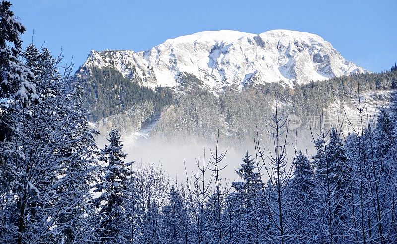上巴伐利亚州贝希特斯加登的雪山和针叶林。冬天的巴伐利亚阿尔卑斯山和脚下的针叶林就像一堵墙。