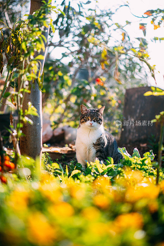 花园中的虎斑猫